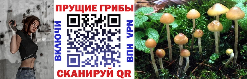 Купить  Велиж  Галлюциногенные грибы Magic Shrooms 